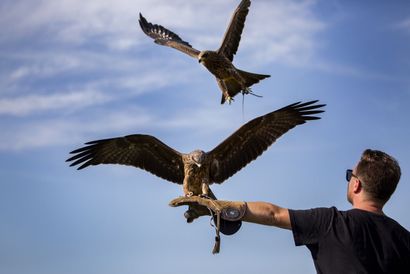 a man is holding two birds in his hands .