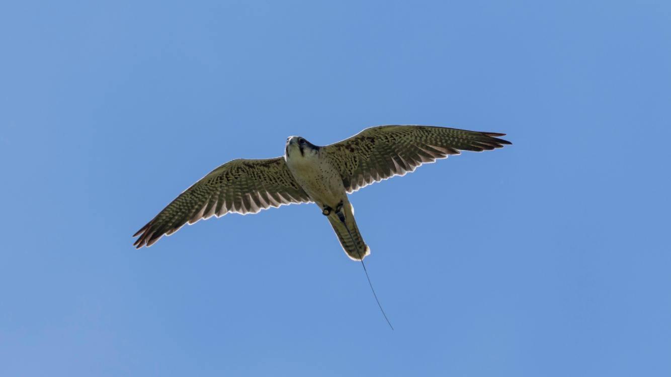 a bird is flying over a grassy field