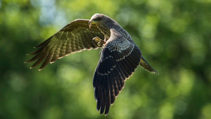 A bird is flying through the air with its wings spread.