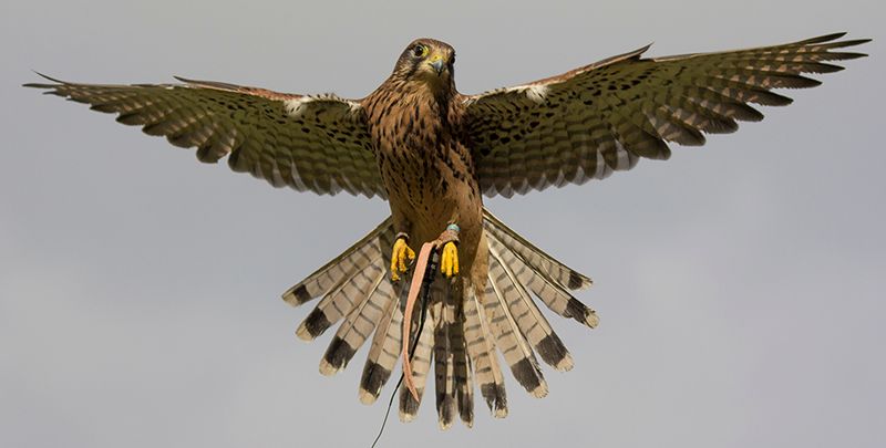 A bird is flying in the sky with its wings spread