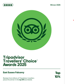 A travelers choice tripadvisor logo on a green background