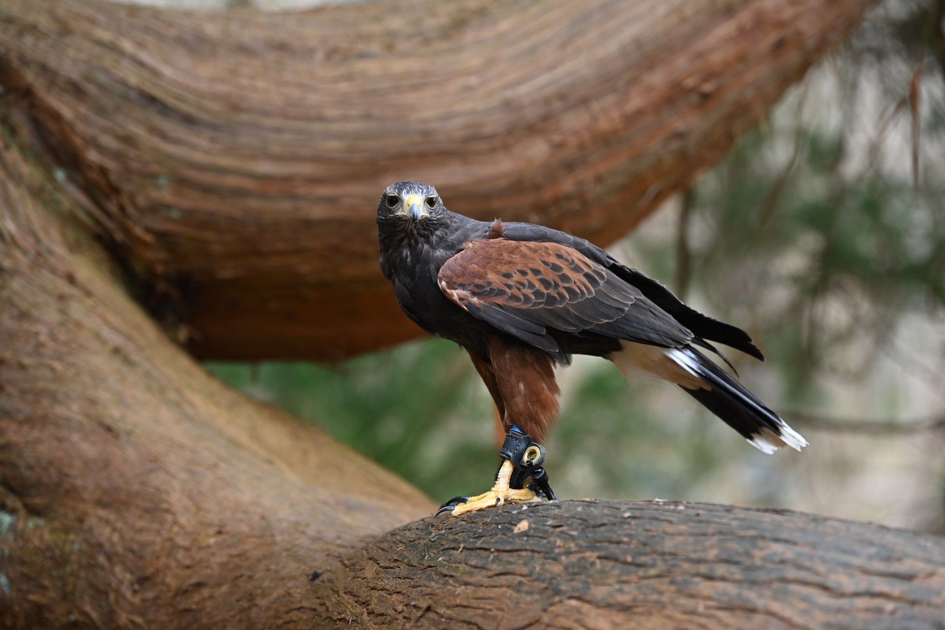 A close up of a bird 's face with a yellow beak.