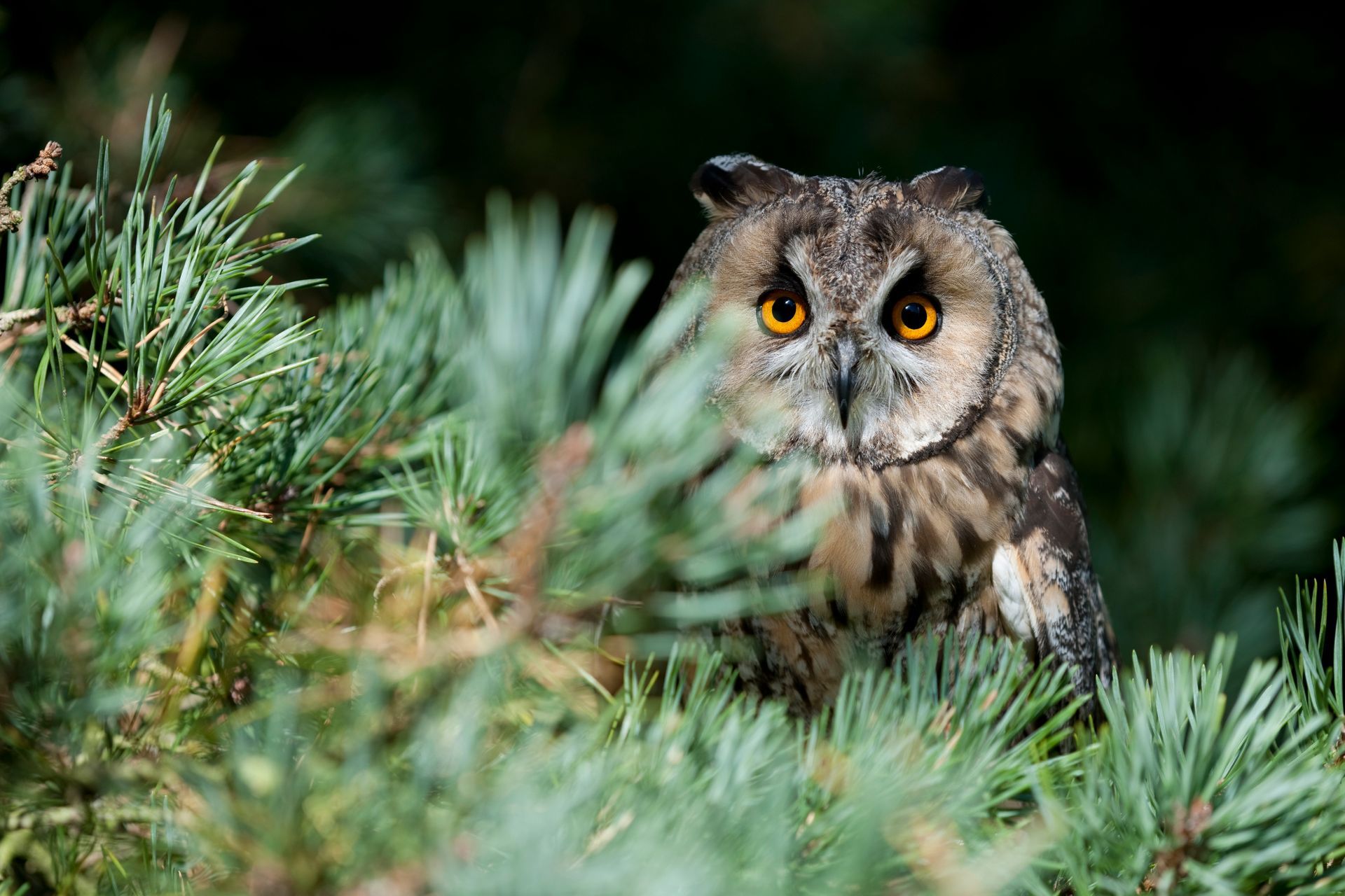 A close up of an owl sitting in a pine tree.