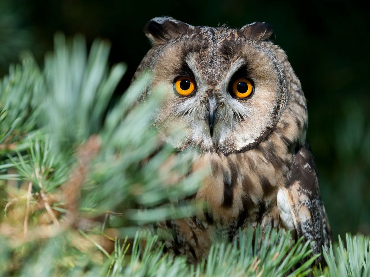 A close up of an owl sitting in a pine tree.