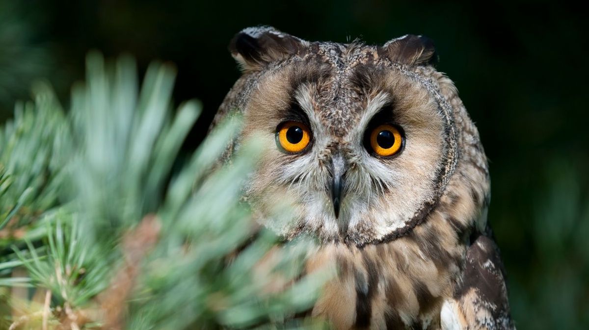 a man is holding an eagle on his arm .
