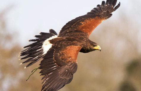 an eagle is flying through the air with its wings spread