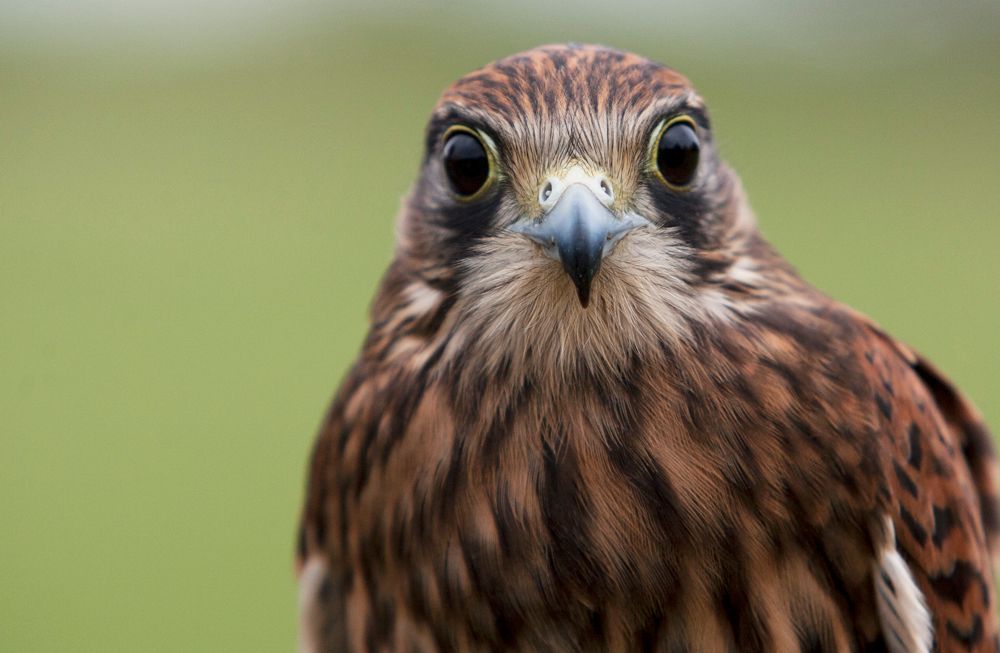 A close up of a hawk 's face looking at the camera.