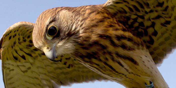 a close up of a hawk flying in the sky .