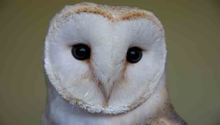 A barn owl with a heart shaped face is looking at the camera.