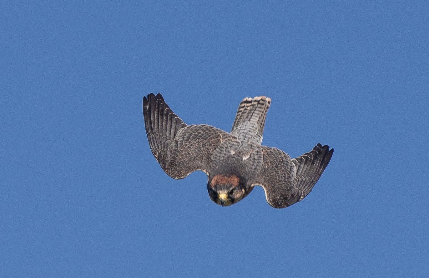 A man is taking a picture of a bird with a camera.