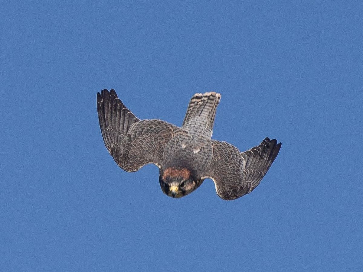 a bird is flying in the sky with its wings spread .