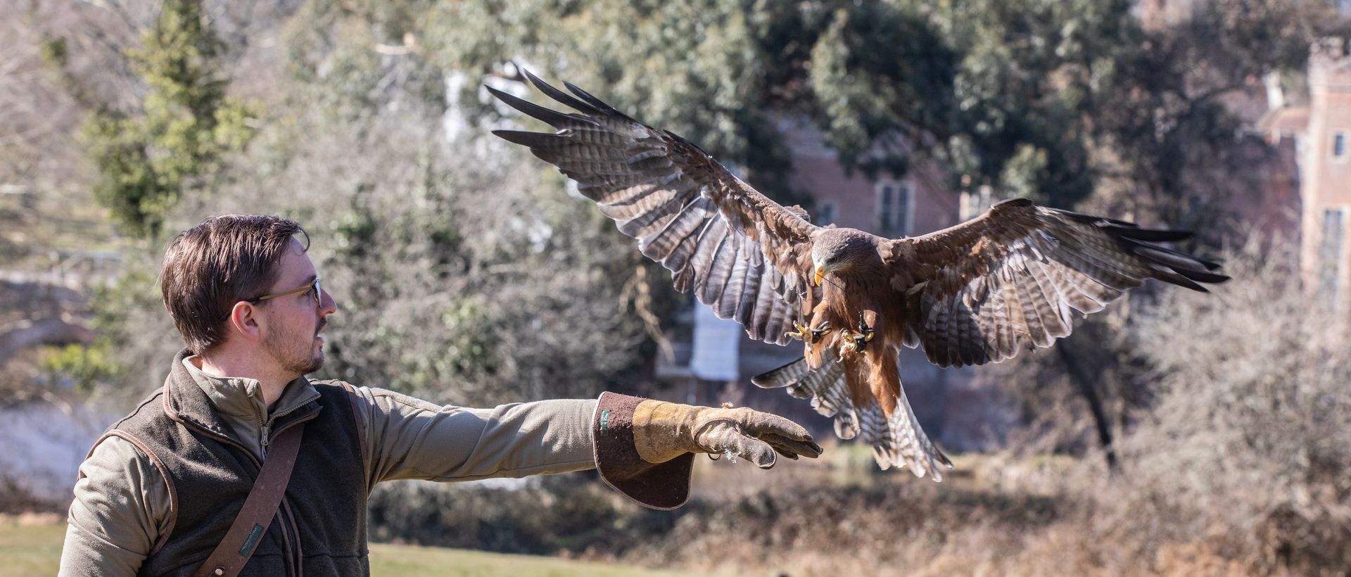 a close up of a hawk flying in the sky .