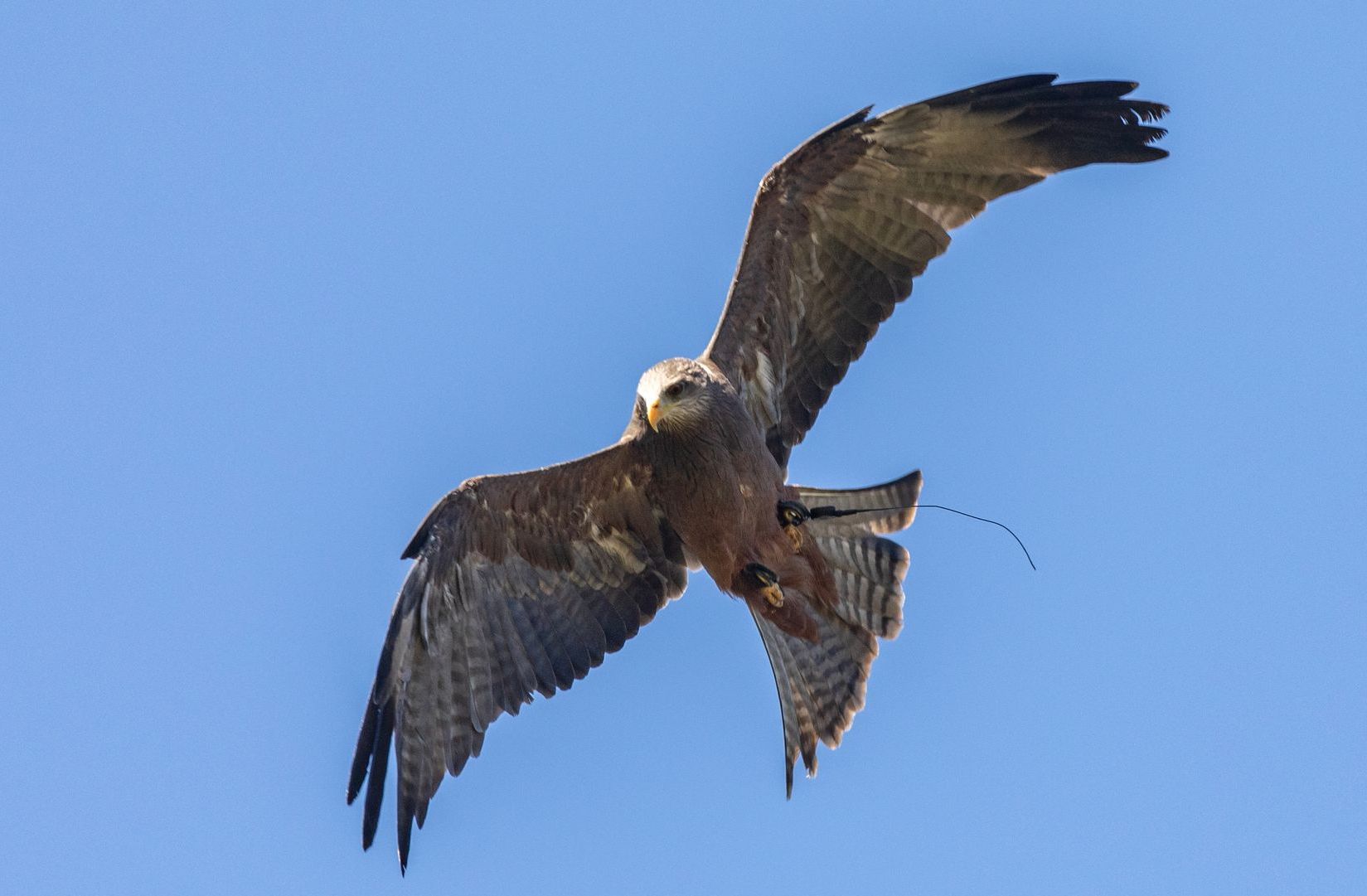 a woman in a white dress is holding an owl in her hands .