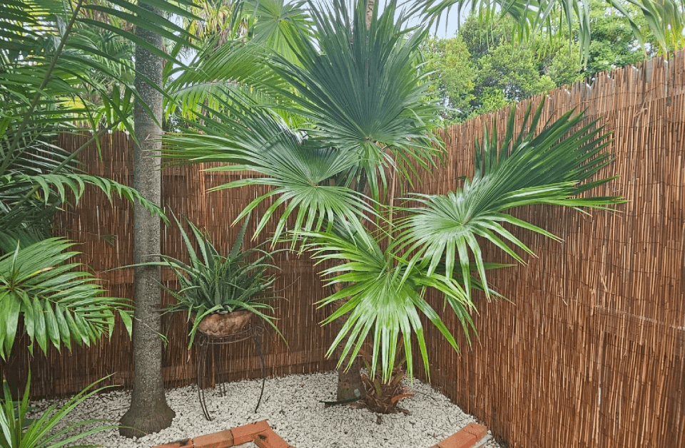 Palm trees and other tropical plants in a garden bed with white gravel, next to a bamboo fence.