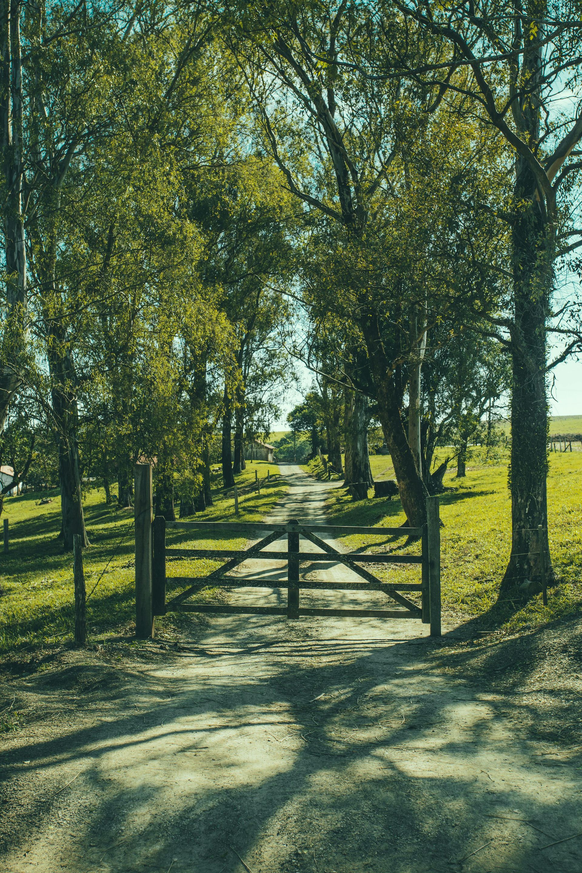 Dirt path leading to a gate, lined by trees on either side in a grassy field.