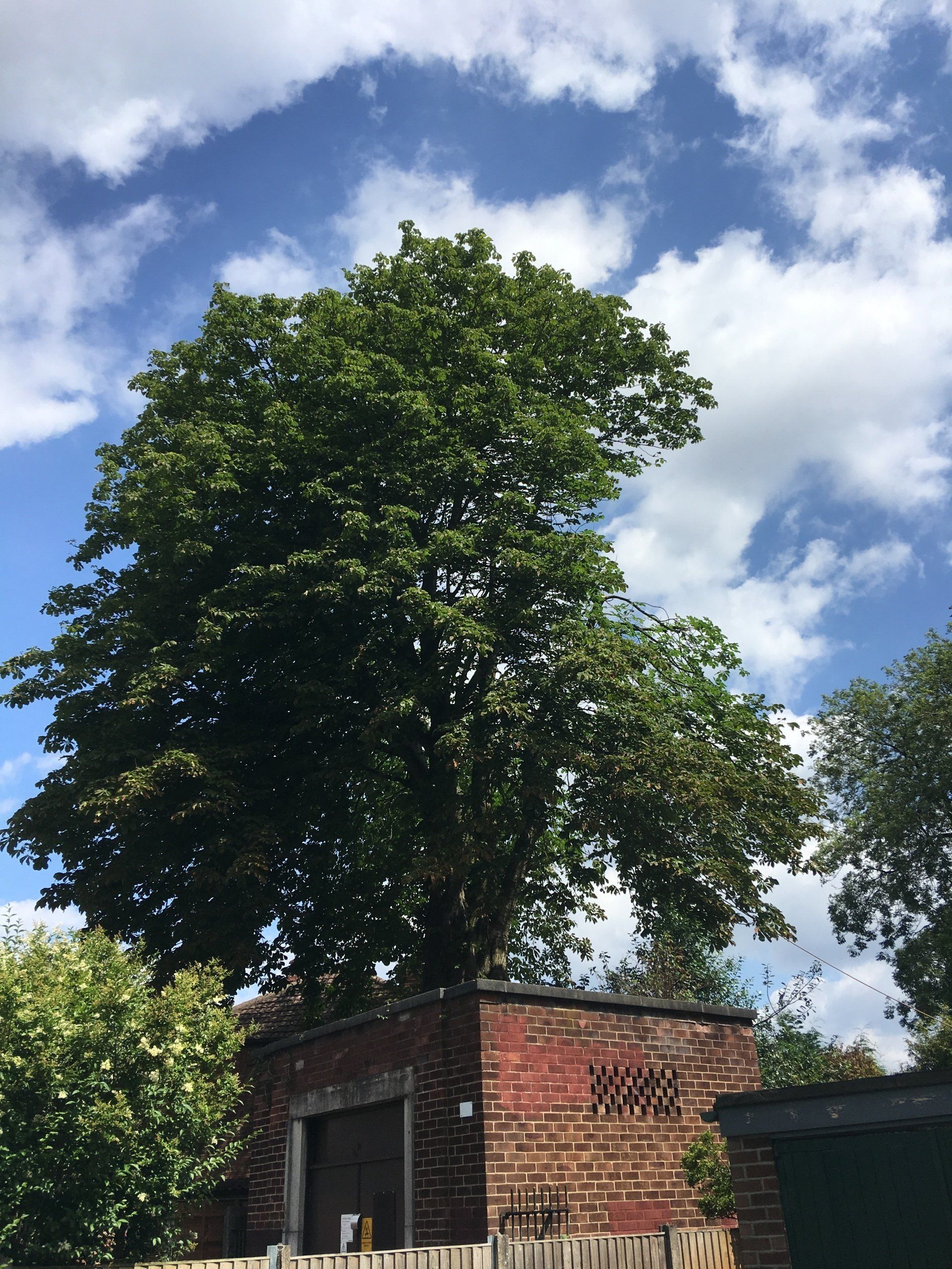 Hedge Cutting Tree Surgeons Garden Services Glossop