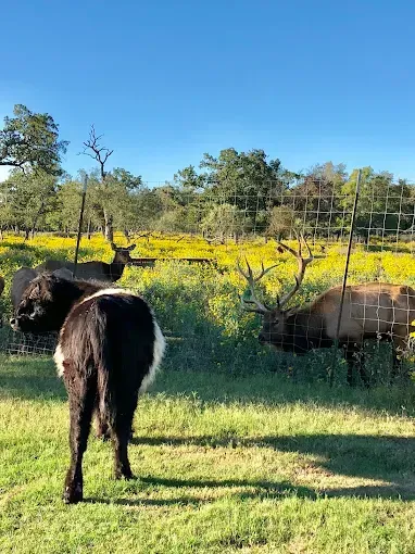 A black and white cow faces forward in a green field with elk and a fence in the background.