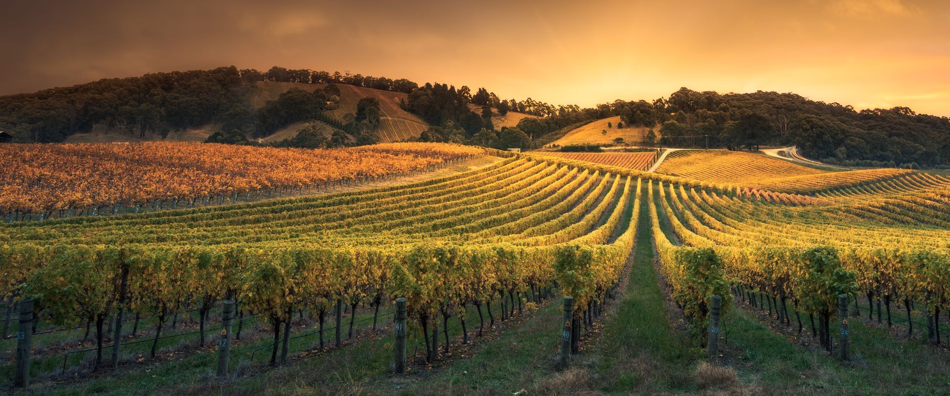 Vineyard rows stretch to a distant hill under a golden sunset.