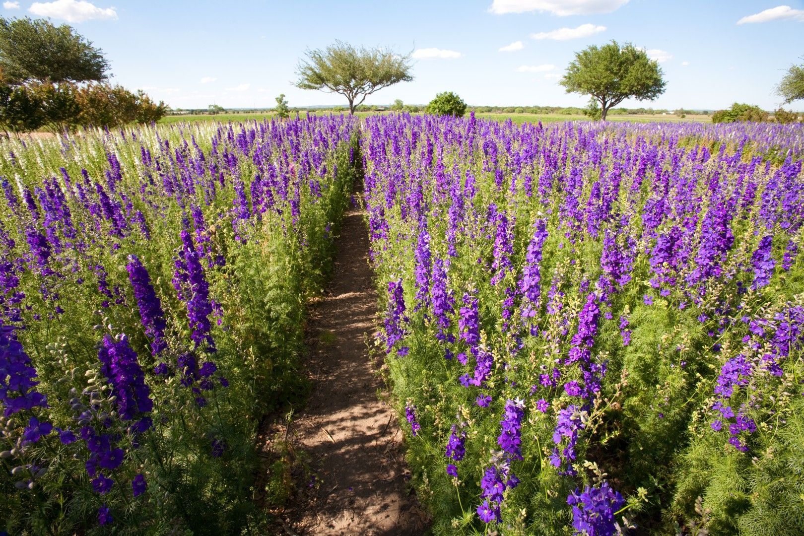 Field of purple wildflowers with paths under a blue sky, trees in the distance.