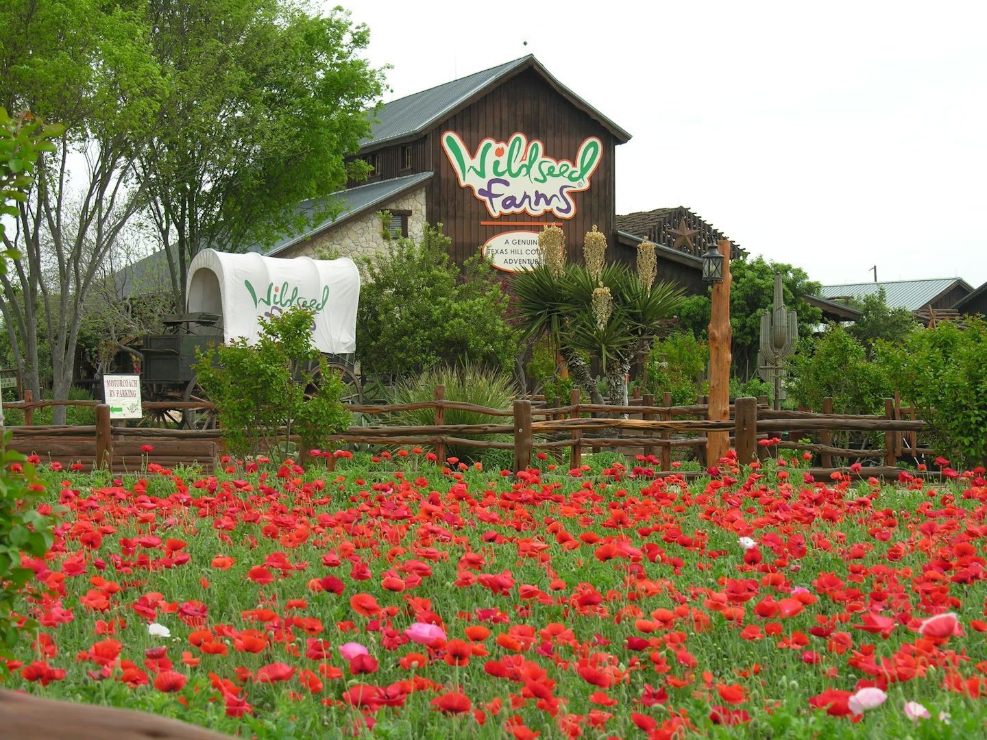Wildseed Farms building with red flower field, wooden fence, and wagon.