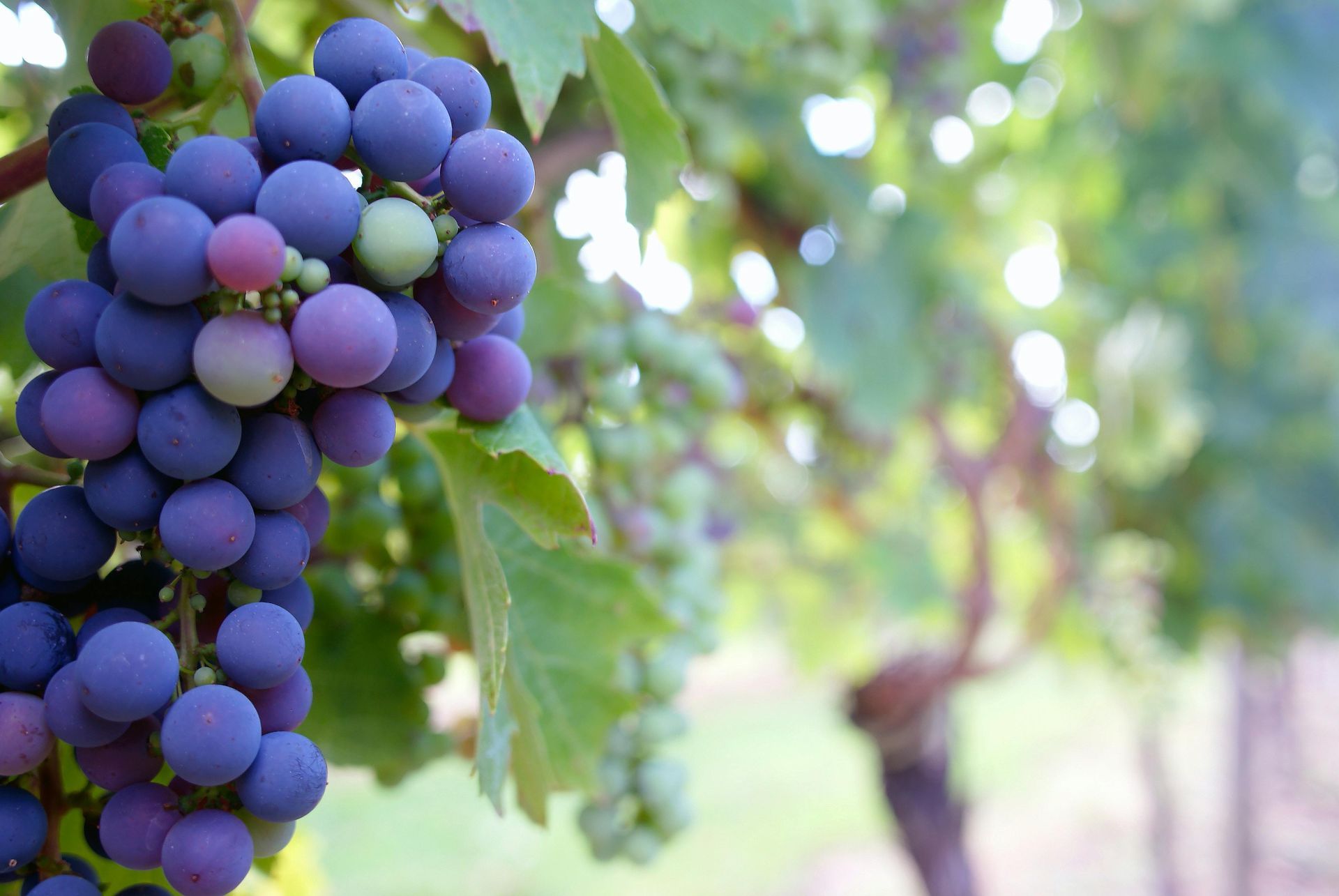 Purple grapes growing on a vine with green leaves in a vineyard.