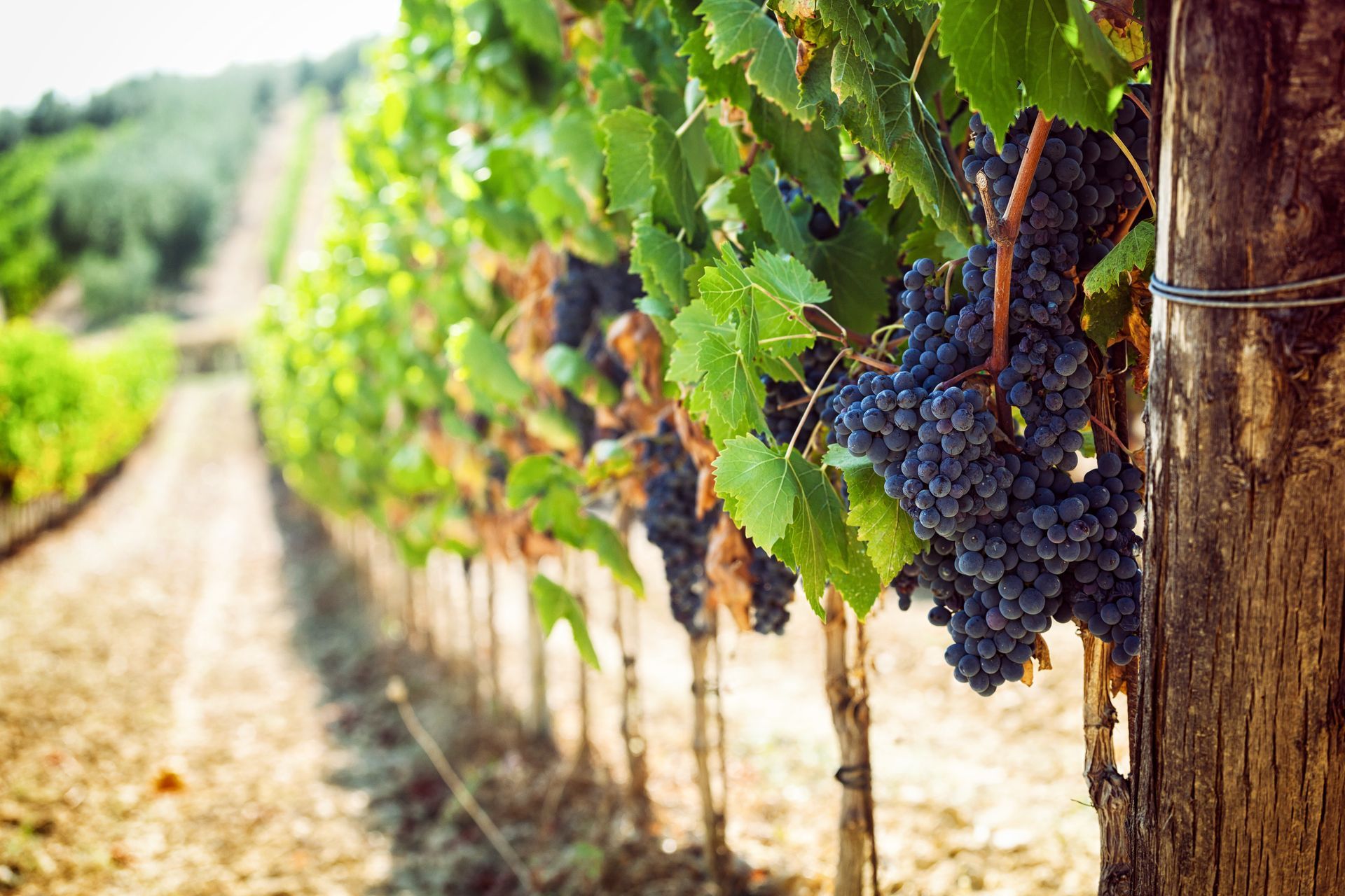 Grape vines with dark purple grapes, growing in rows in a vineyard.