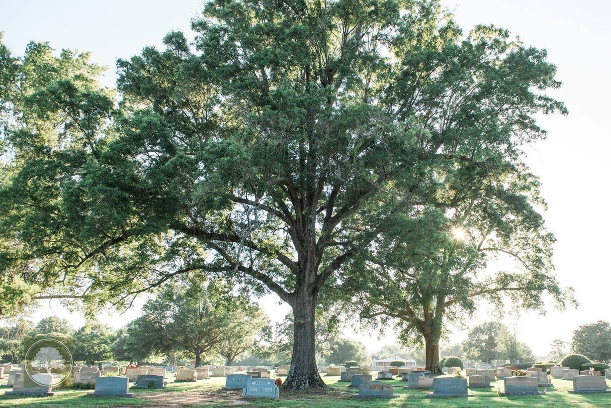 A large tree in a cemetery surrounded by graves.