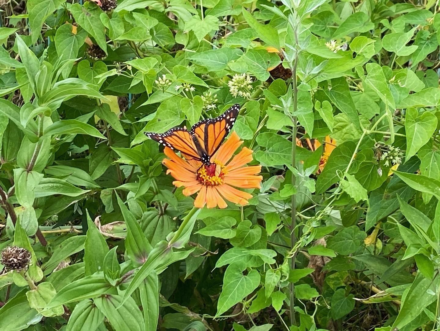Image of a Monarch butterfly on an orange flower from Lewis Ginter Botanical Gardens. Image by RETEX's Katelyn Lewis. 