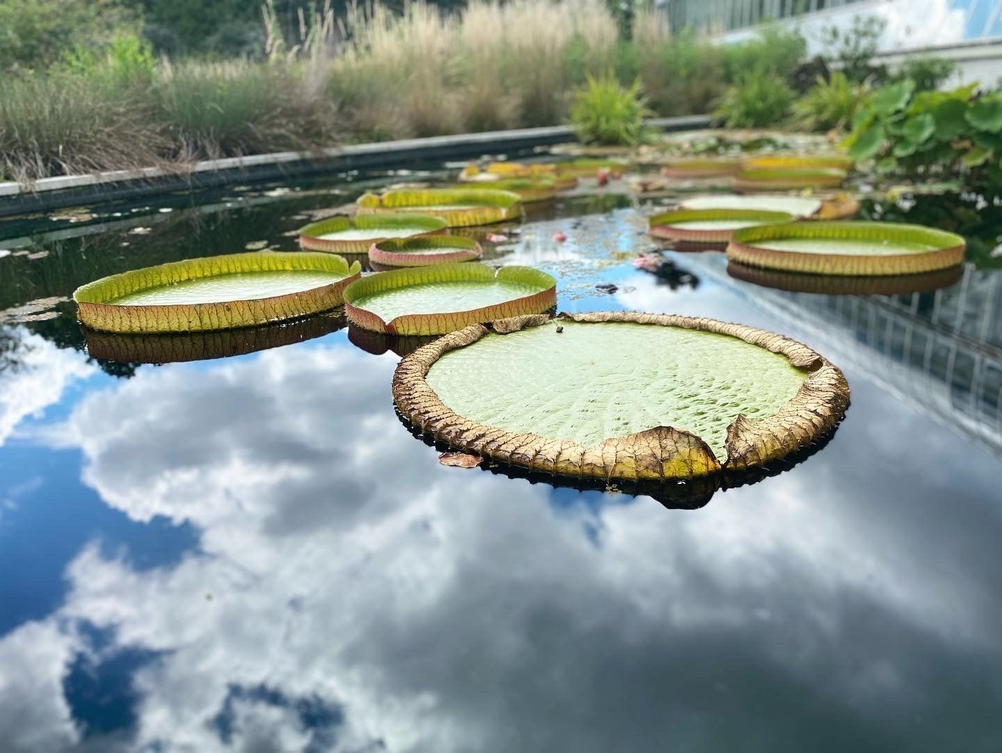 Image of lily pads from Lewis Ginter Botanical Gardens. Image captured by RETEX's Katelyn Lewis. 