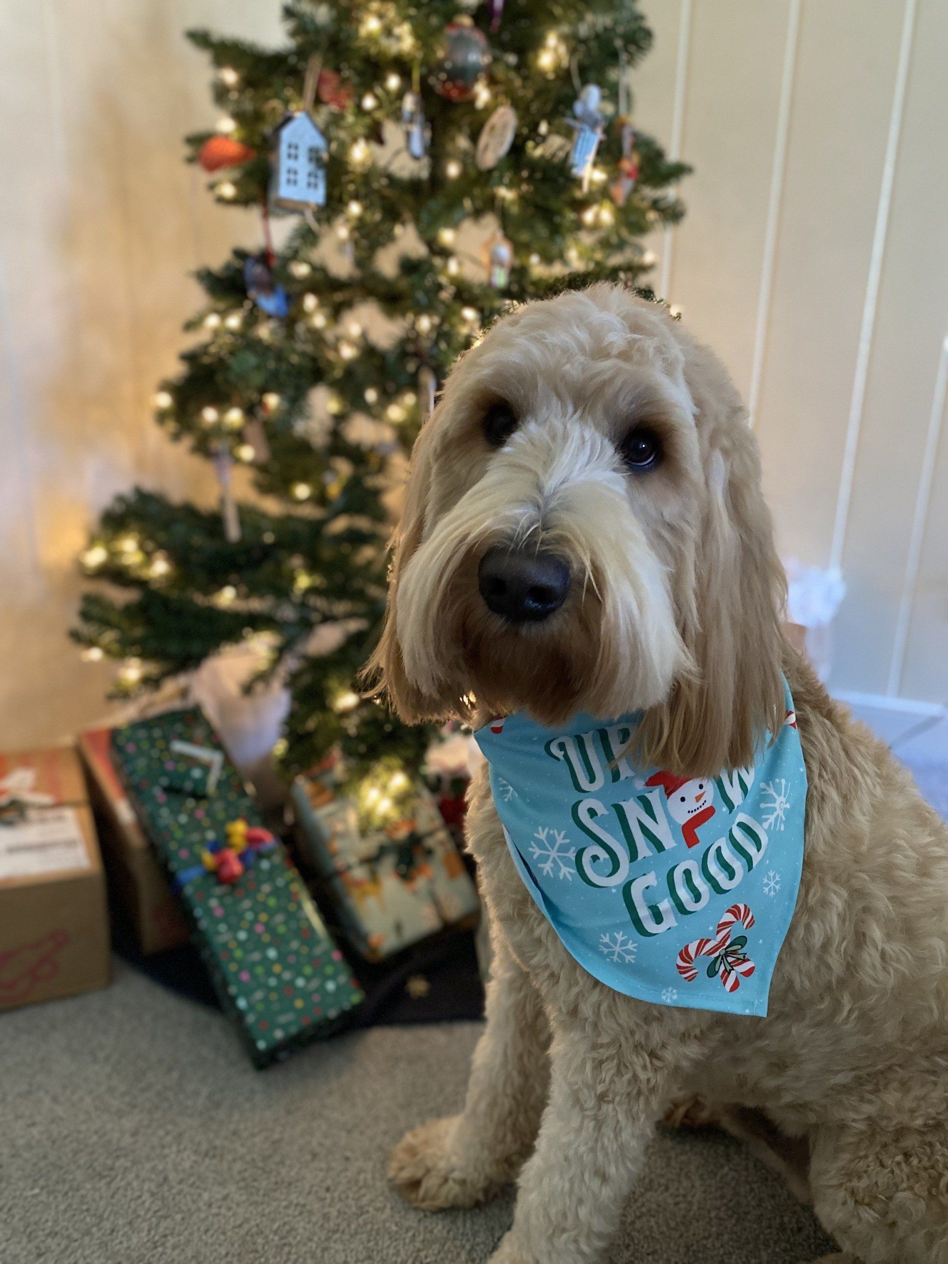 Photo of RETEX's Albus Lewis in front of a Christmas tree during the holiday season.