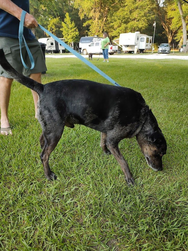 A man is walking a black dog on a leash