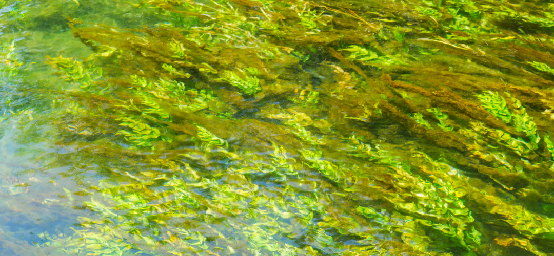 Is DHA the same thing as Omega 3 Fatty Acids?