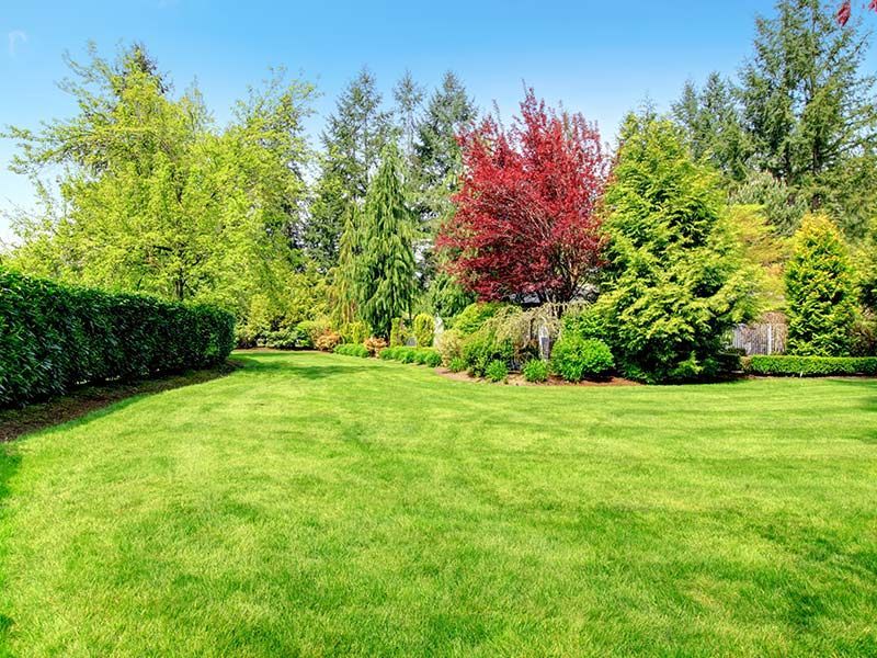 A lush green lawn surrounded by trees and bushes on a sunny day.