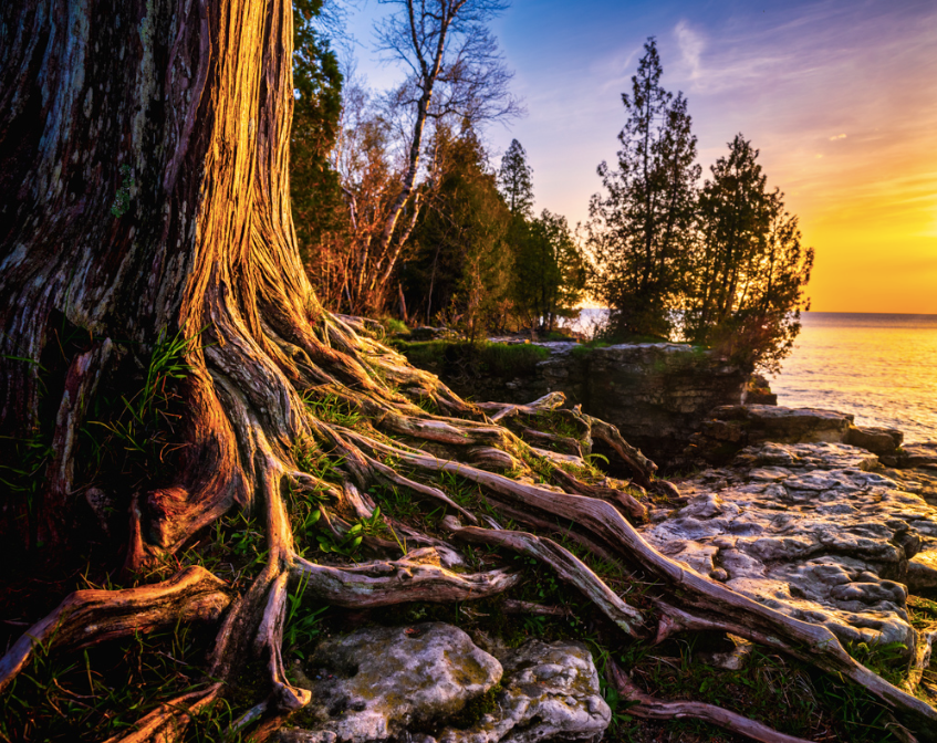 collage artist wisconsin