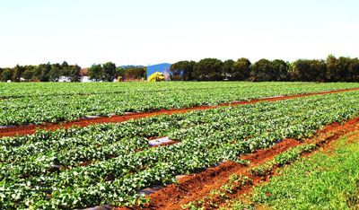 A large field of green plants growing in the dirt.