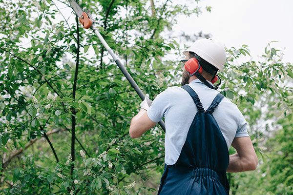 A man is cutting a tree with a pole saw.