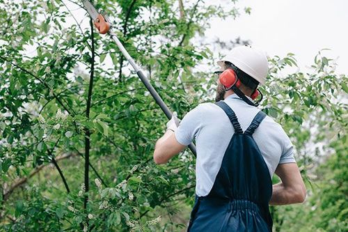 A man is cutting a tree with a pole saw.