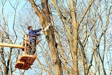 A man is cutting a tree with a chainsaw from a crane.