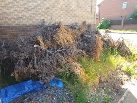 Tree and Garden Clearance North Norfolk