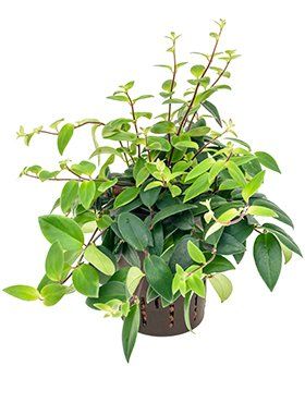 Aeschynanthus lobbianus