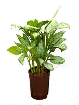 Aglaonema 'Silver bay'