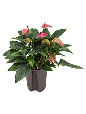 Anthurium andreanum