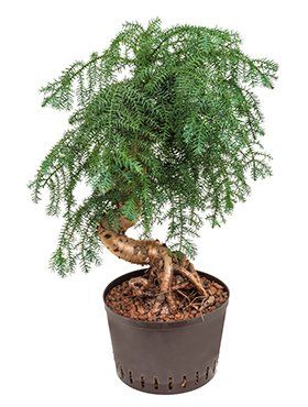 Araucaria heterophylla