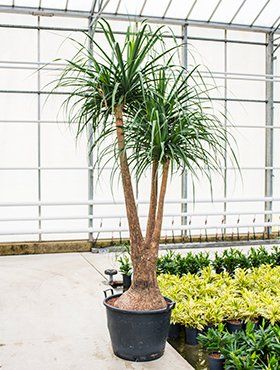 Beaucarnea recurvata