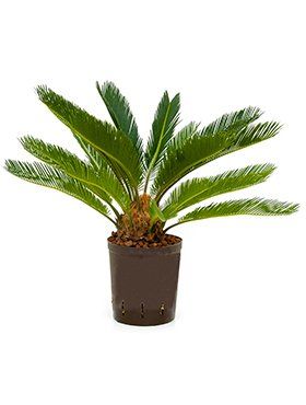 Cycas revoluta
