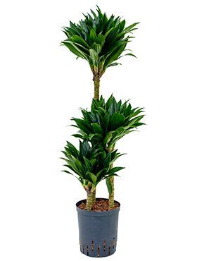 Dracaena 'Compacta'