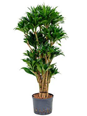 Dracaena 'Compacta'