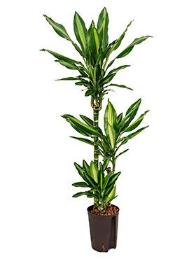 Dracaena fragrans 'Cintho'