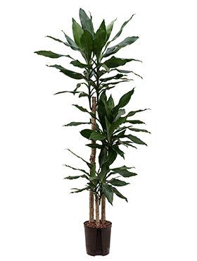 Dracaena fragrans