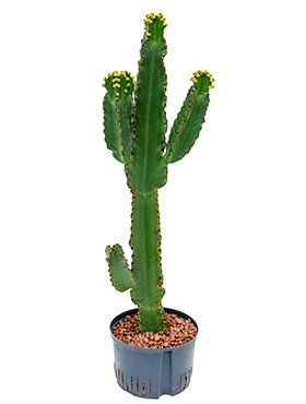Euphorbia ingens
